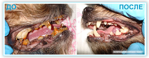 Стоматология и чистка щубов у собак и кошек в ветеринарной клинике "АСВЕТ", Одинцово